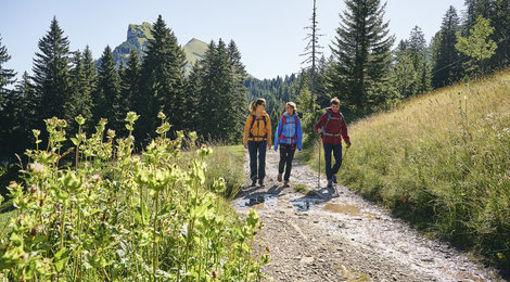 Wandern zwischen Bergstation Mellaubahn und Alpe Kanis (c) Alex Kaiser - Bregenzerwald Tourismus (2)