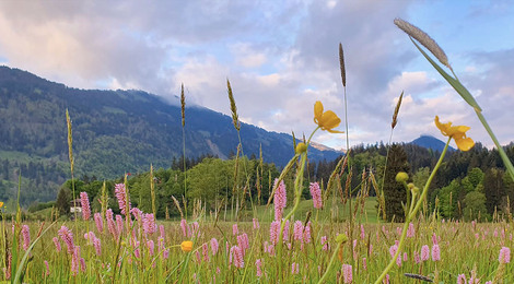 BR_Fruehling_Mai24_Moor_Blumenwiese_1_1400x650px