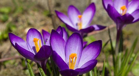 Krokusse