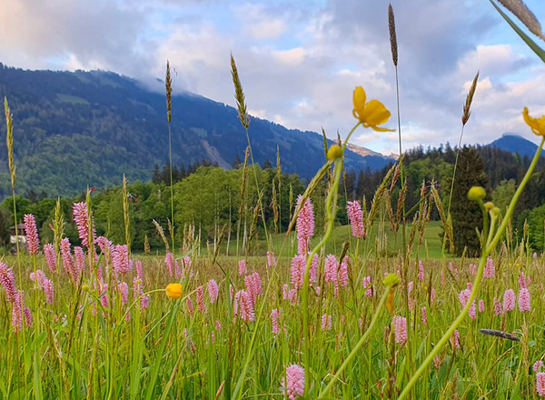 BR_Fruehling_Mai24_Moor_Blumenwiese_1_1400x650px