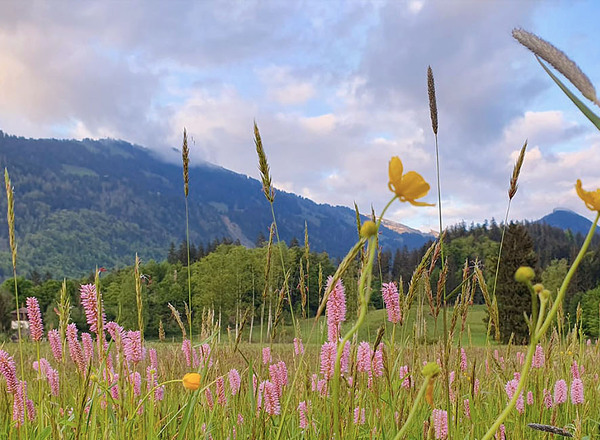 BR_Fruehling_Mai24_Moor_Blumenwiese_1_1400x650px