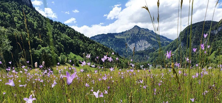 BR_Sommer_Hangspitz_Glockenblumenwiese_1400x650px