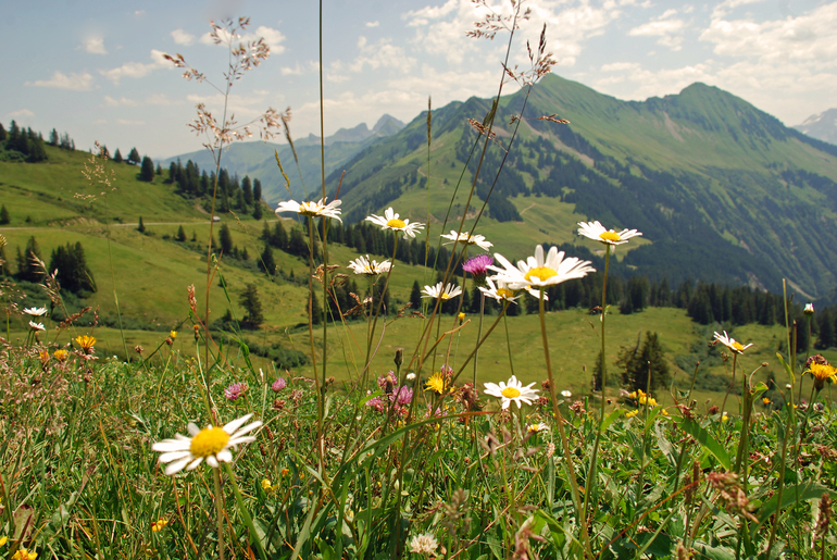 Frühlingsblumen in Damüls (c) Manuela Domig - Damüls Faschina Tourismus