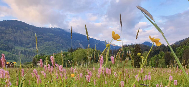 BR_Fruehling_Mai24_Moor_Blumenwiese_1_1400x650px